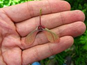 summer photograph Japanse_esdoorn2__Acer_aconitifolium__Fernleaf_mapleimg_6420vrucht fruit.jpg